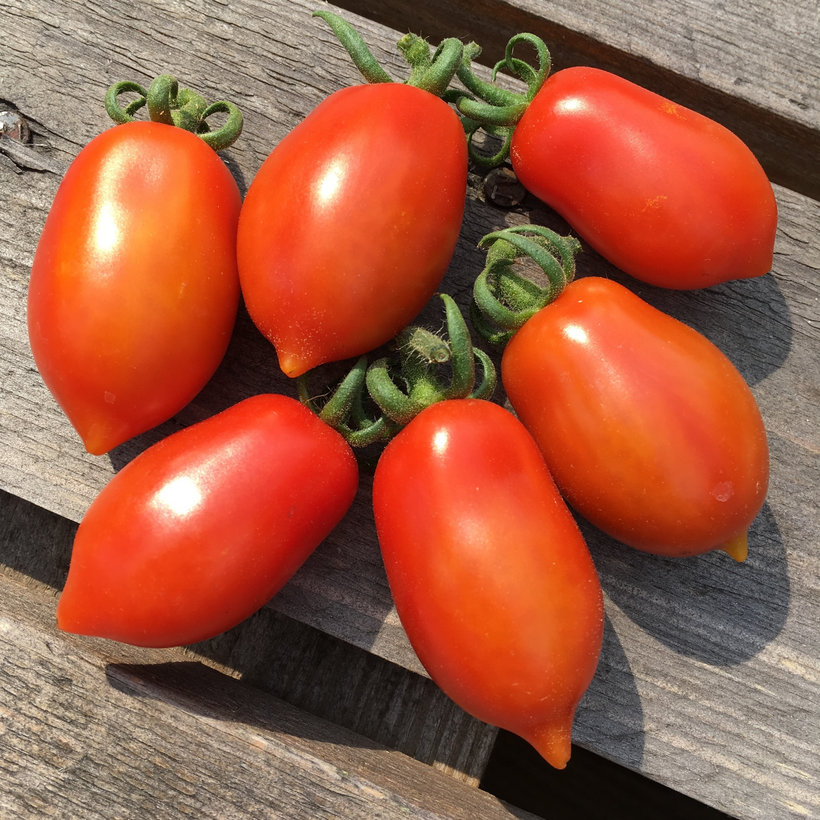 Tomatensamen