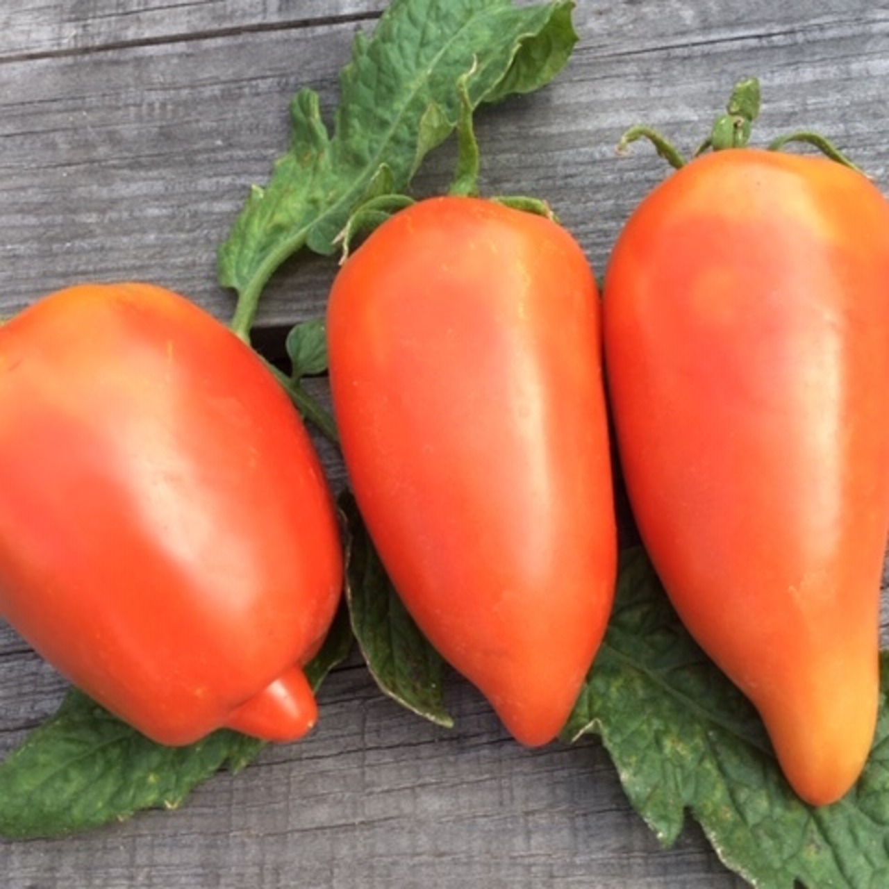 Tomate "Andenhorn" - BIO-Tomatensorte [samenfest]