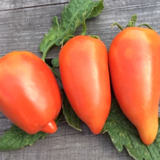 Tomate "Andenhorn" - BIO-Tomatensorte [samenfest]