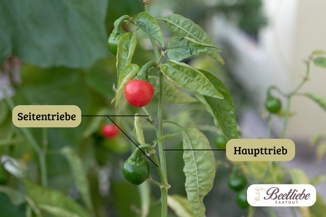 Chilipflanze, Aufbau, Seitentriebe, Haupttrieb, ausgeizen