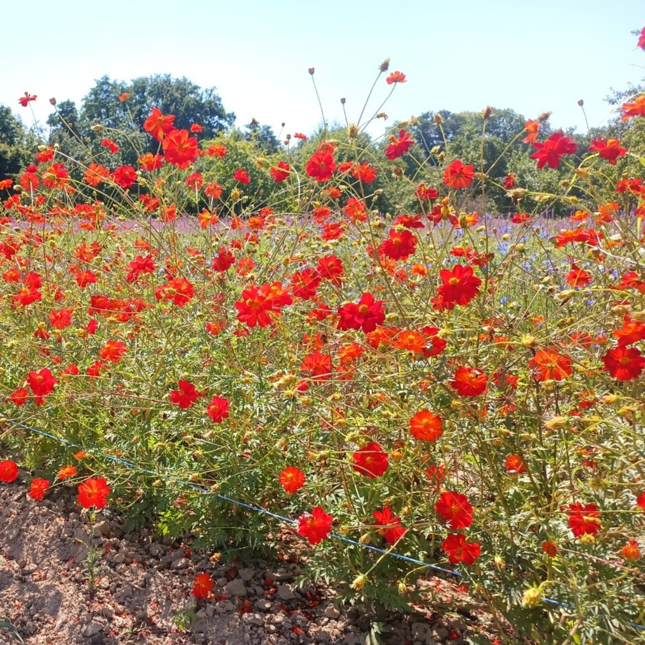Cosmea "Orange diabolo" - BIO-Blumensamen