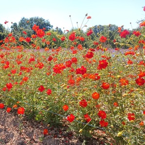 Cosmea "Orange diabolo" - BIO-Blumensamen