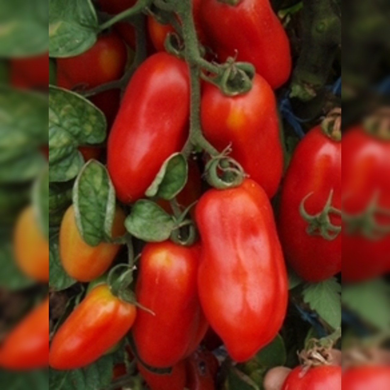 Anzucht-Set "italienische Tomaten" [65, 68]