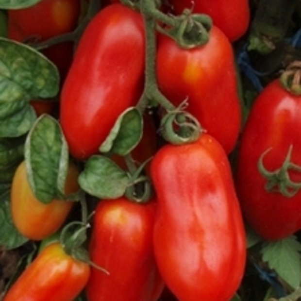 Anzucht-Set "italienische Tomaten" [65, 68]