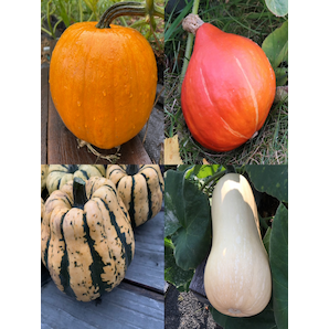 Gemüsesamen-Set "Gartenkürbis" - 4 BIO-Sorten [samenfest]