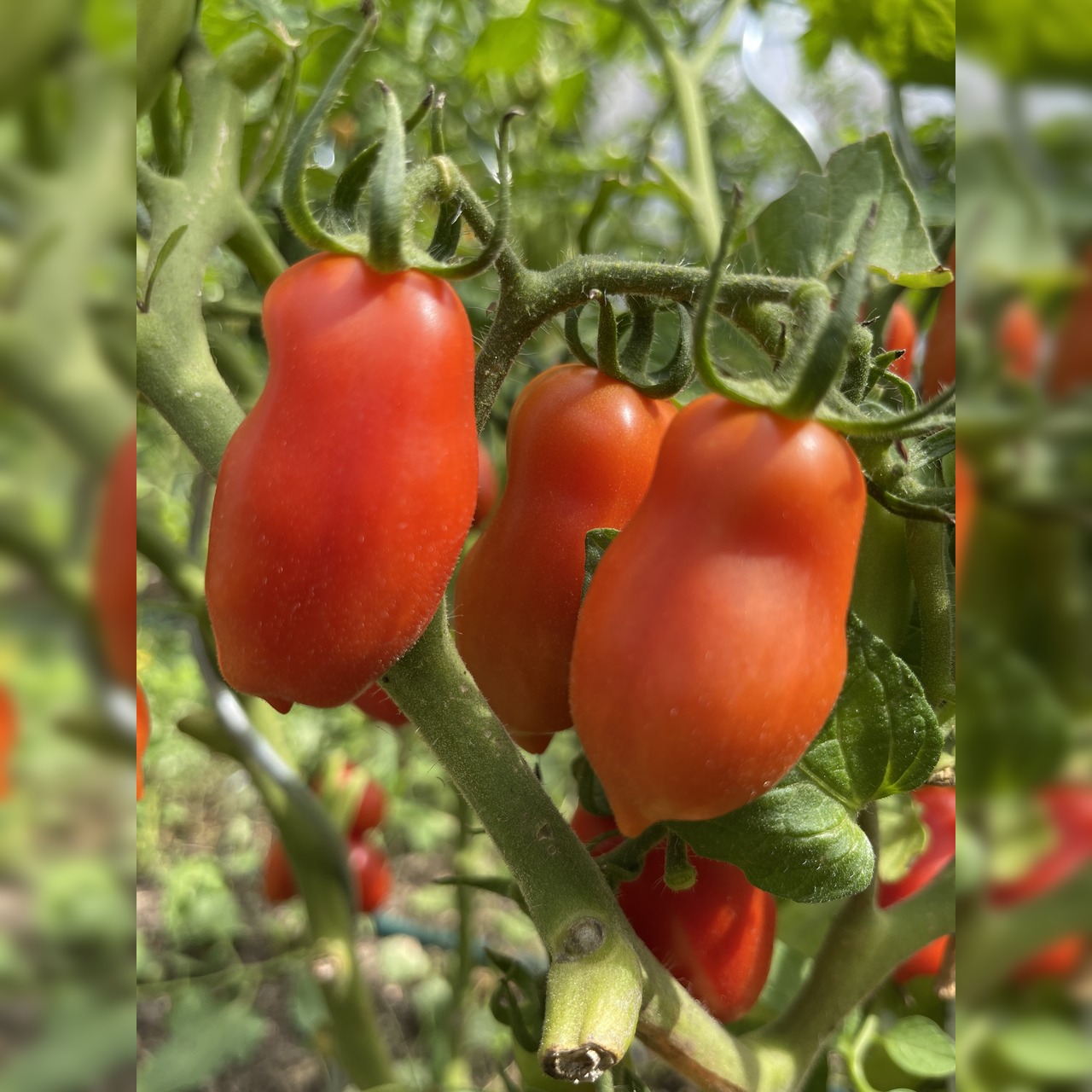 BIO Tomatensamen Set mittel