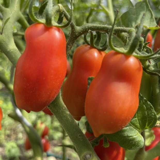 BIO Tomatensamen Set mittel
