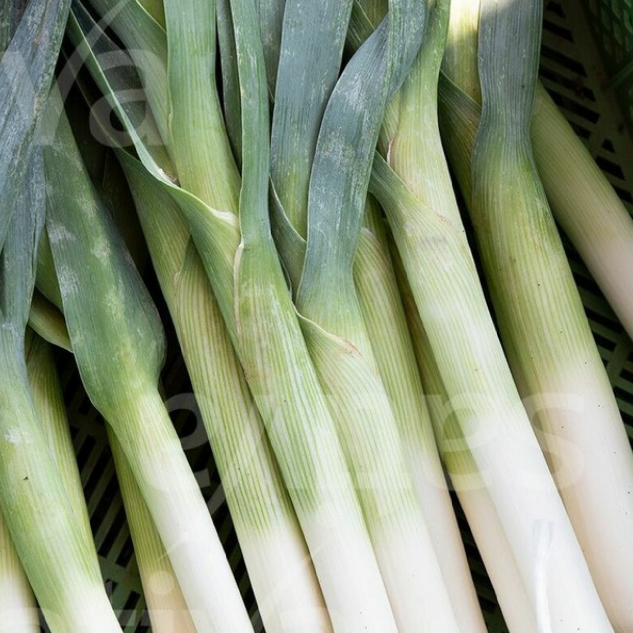 Porreé "Hilari" - BIO-Porreésorte [samenfest]