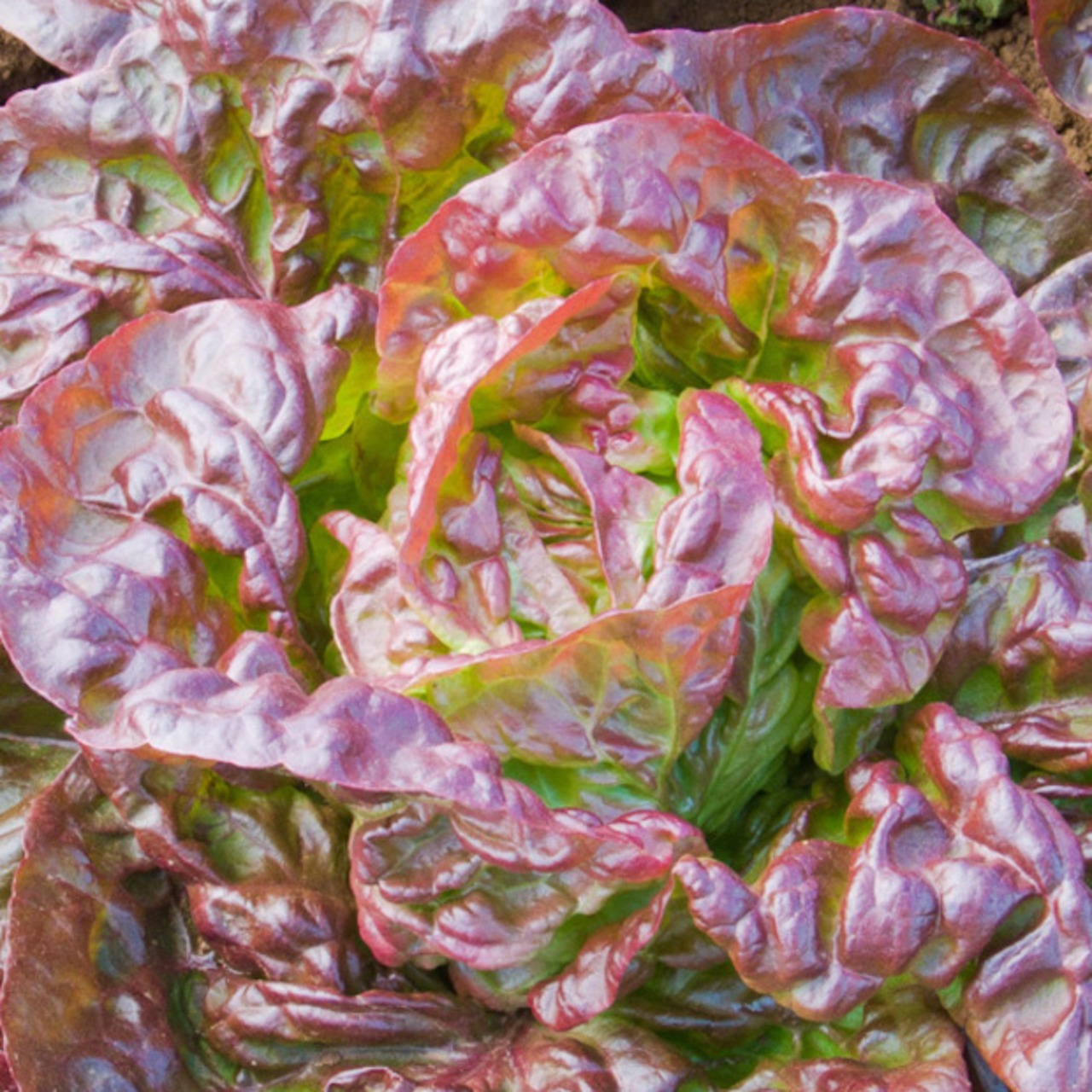 roter Kopfsalat "Merveille des quatre saisons" - BIO-Salatsamen (samenfest)