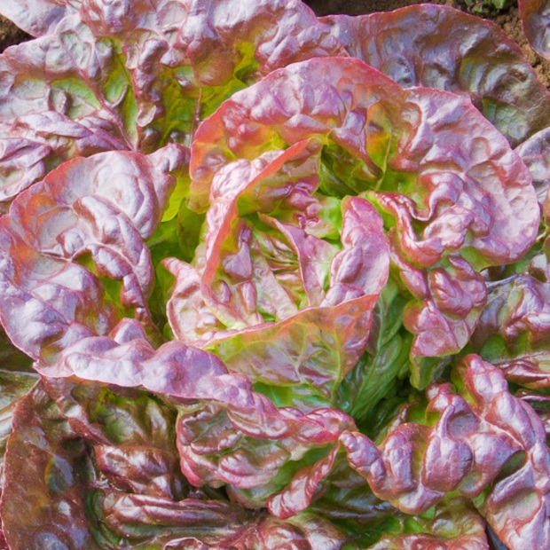 roter Kopfsalat "Merveille des quatre saisons" - BIO-Salatsamen (samenfest)