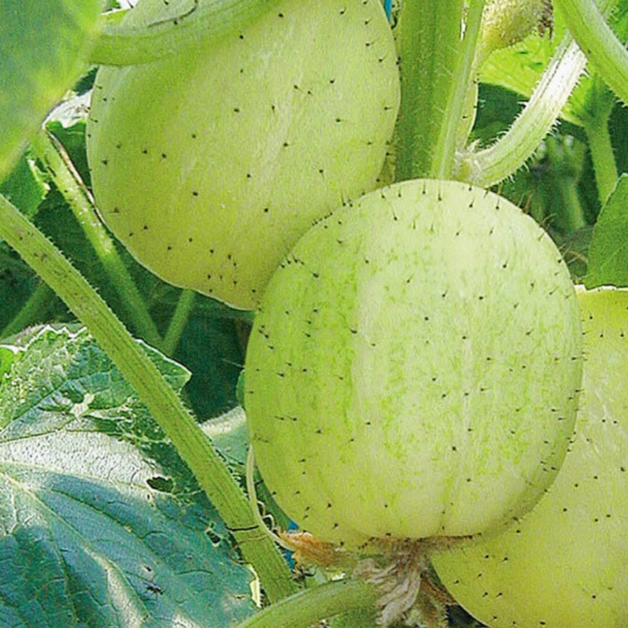 Zitronengurke „Limona“ - Bio-Freilandgurke (samenfest)