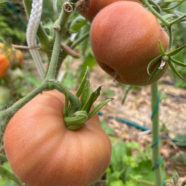 BIO Tomatensamen Set groß