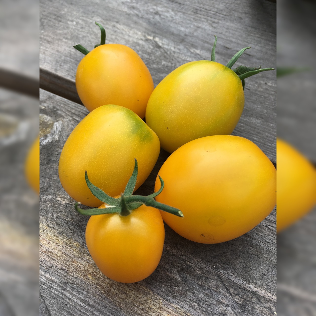 BIO Tomatensamen Set