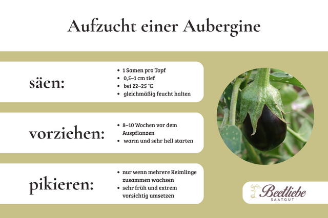 Aubergine, Aufzucht, S&auml;en, Pikieren, Vorziehen