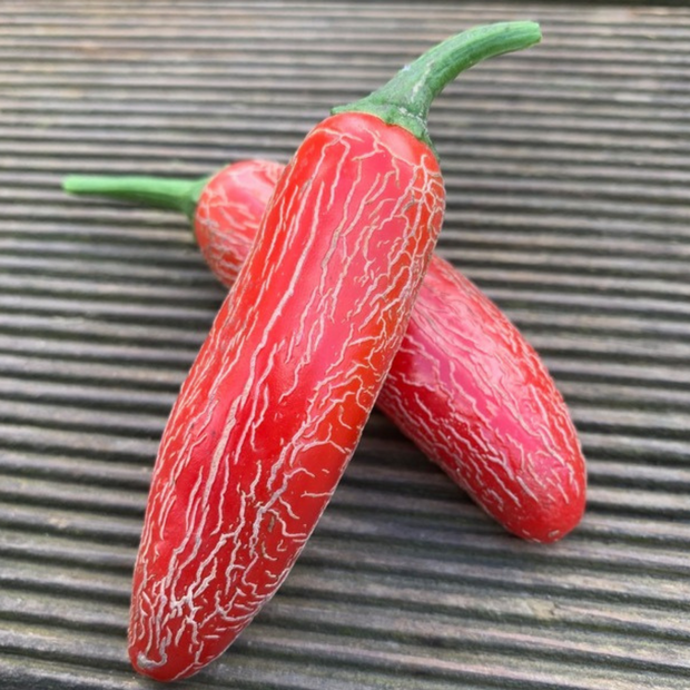 Jalapeno "Numex Vaquero" mexikanische Sorte (samenfest & BIO)