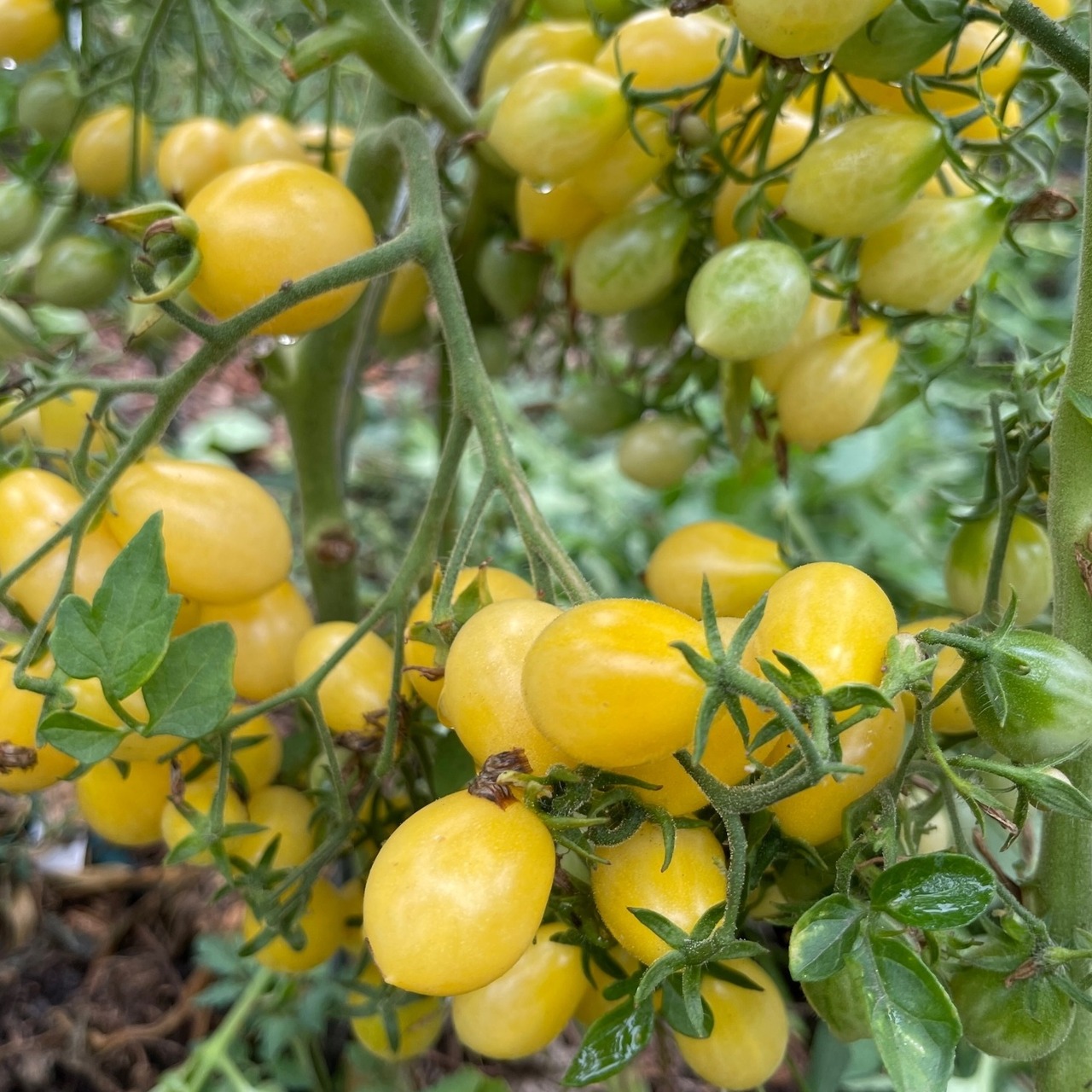 Tomate "Barry´s Crazy Cherry" - BIO-Tomatensorte [samenfest]