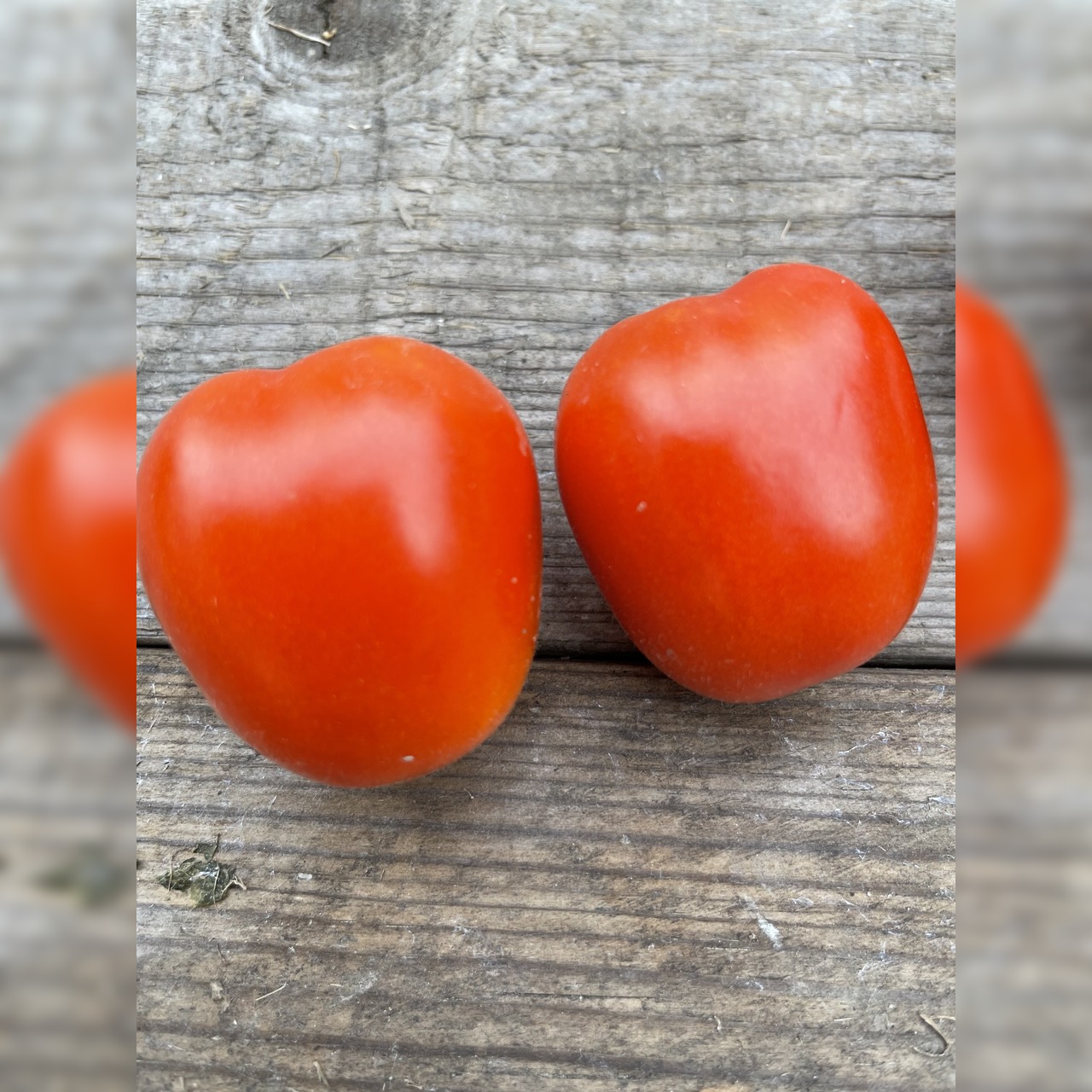 Tomate "De Berao rot" - BIO-Tomatensorte [samenfest]