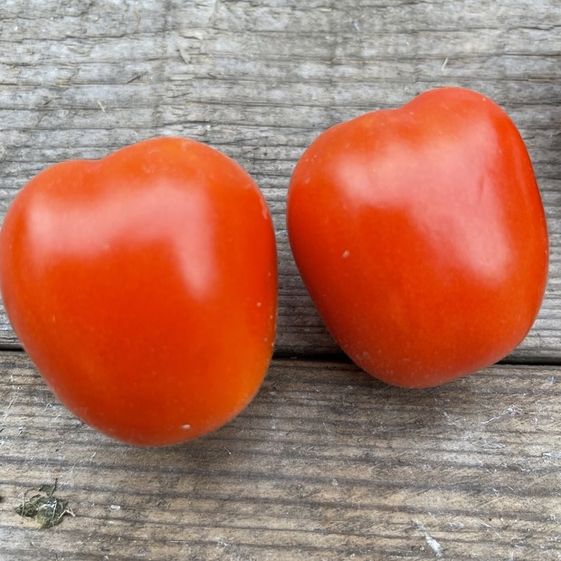 Tomate "De Berao rot" - BIO-Tomatensorte [samenfest]