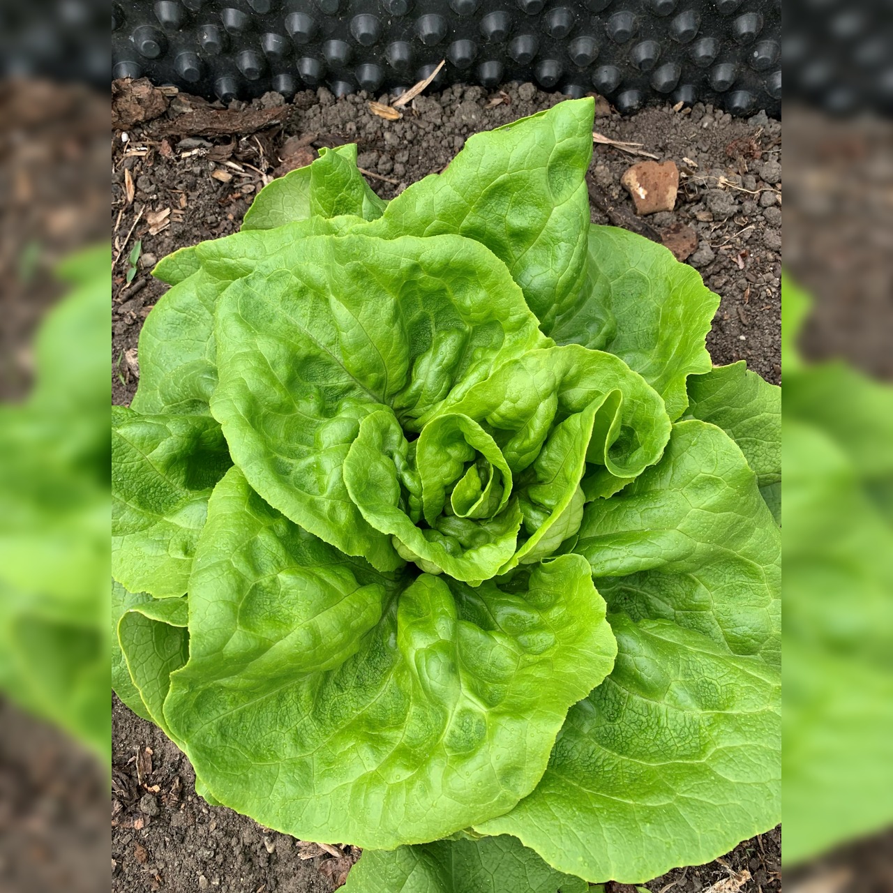 Gemüsesamen-Set „Gartensalat“ - 4 BIO-Sorten [samenfest]