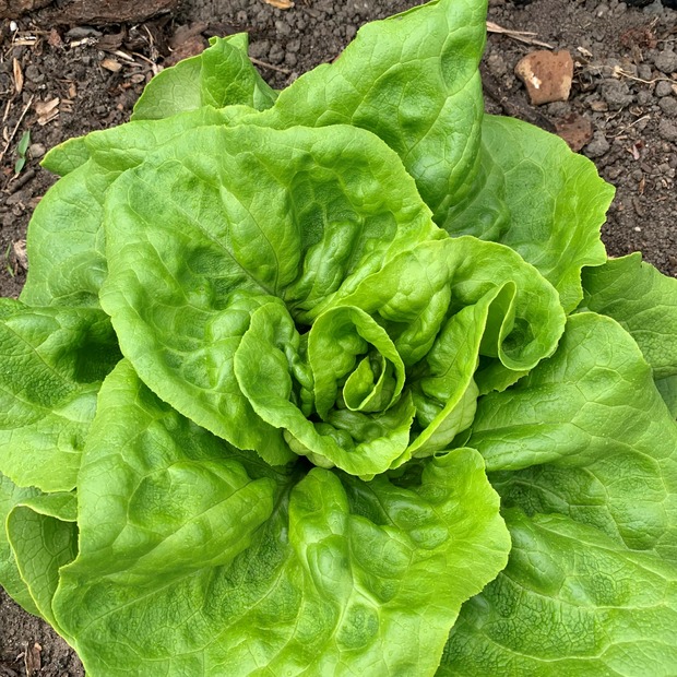 Gemüsesamen-Set „Gartensalat“ - 4 BIO-Sorten [samenfest]