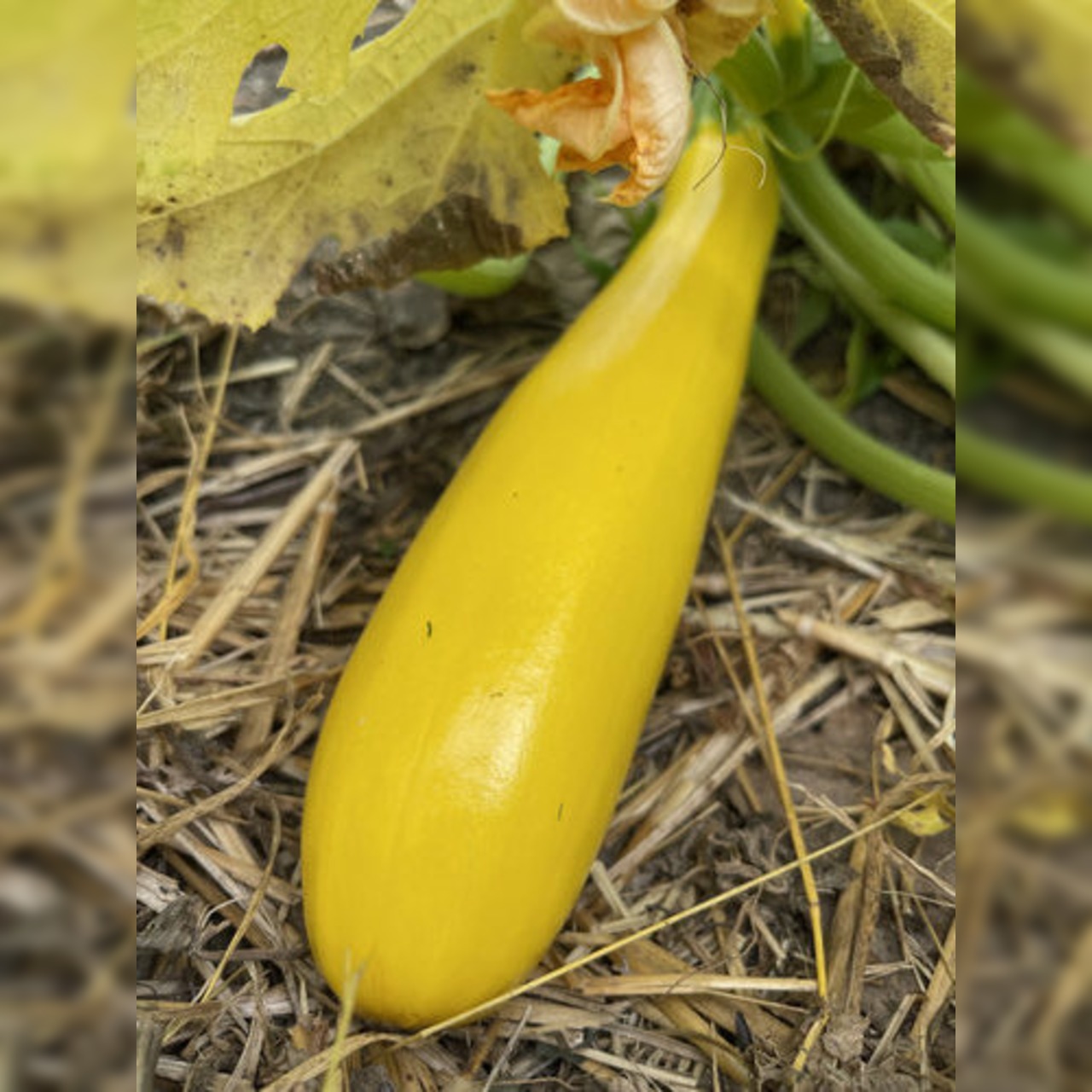 Zucchini "Golden Rush" - gelbe BIO-Zucchinisorte (samenfest)