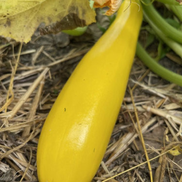 Zucchini "Golden Rush" - gelbe BIO-Zucchinisorte (samenfest)