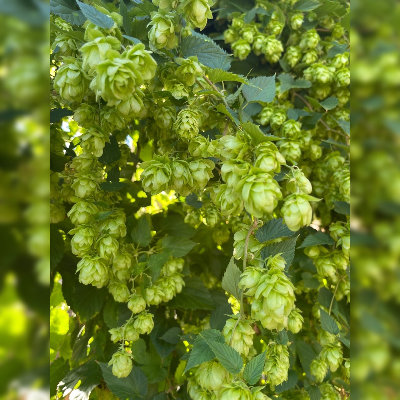 Echter Hopfen - BIO-Hopfensamen [samenfest]