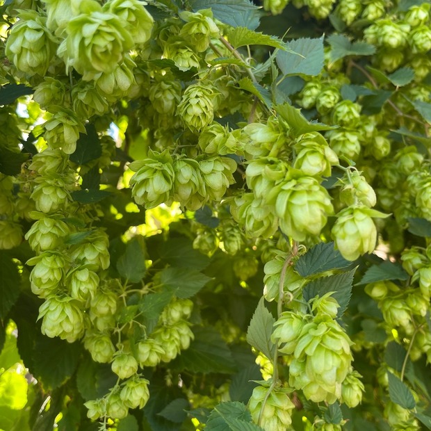 Echter Hopfen - BIO-Hopfensamen [samenfest]