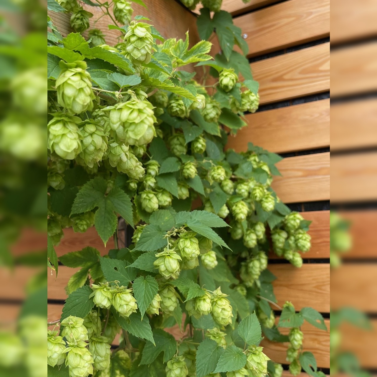 Echter Hopfen - BIO-Hopfensamen [samenfest]