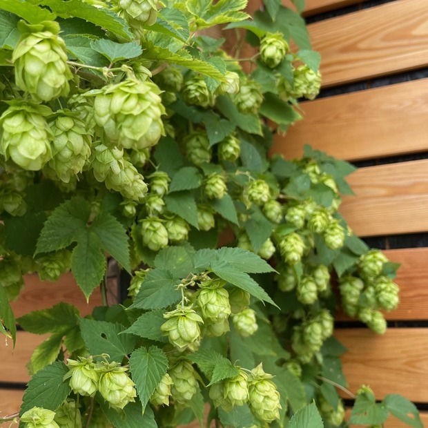 Echter Hopfen - BIO-Hopfensamen [samenfest]