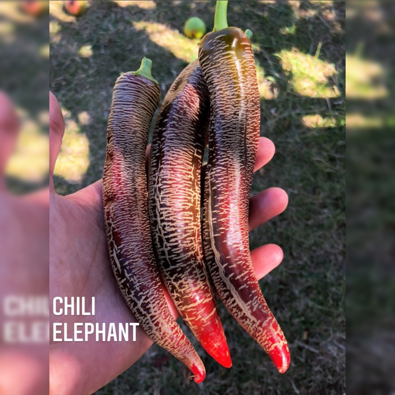 Chili Samen "Elefant" (samenfest & BIO)