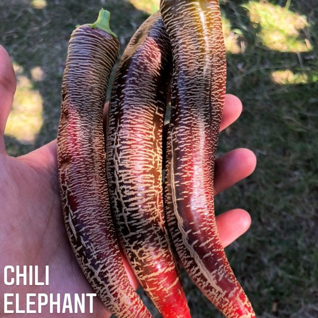 Chili Samen "Elefant" (samenfest & BIO)