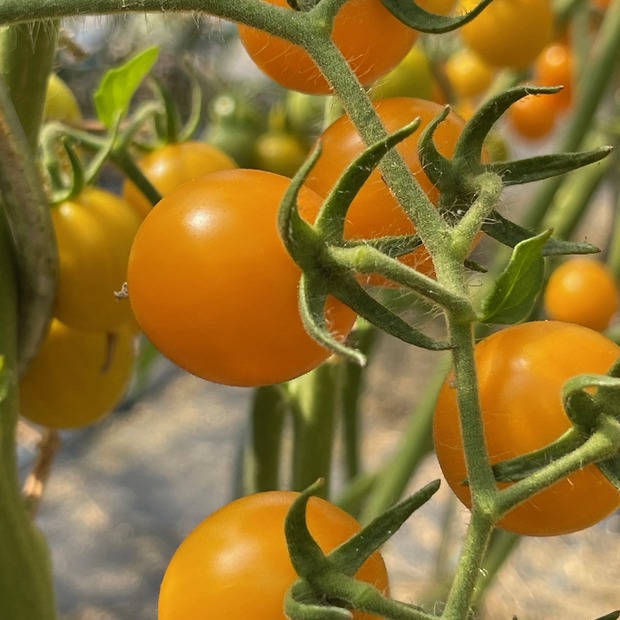BIO Tomatensamen Set groß