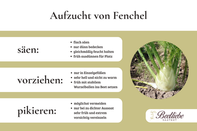 Anzucht und Aussaat von Knollenfenchel im Gartenbeet