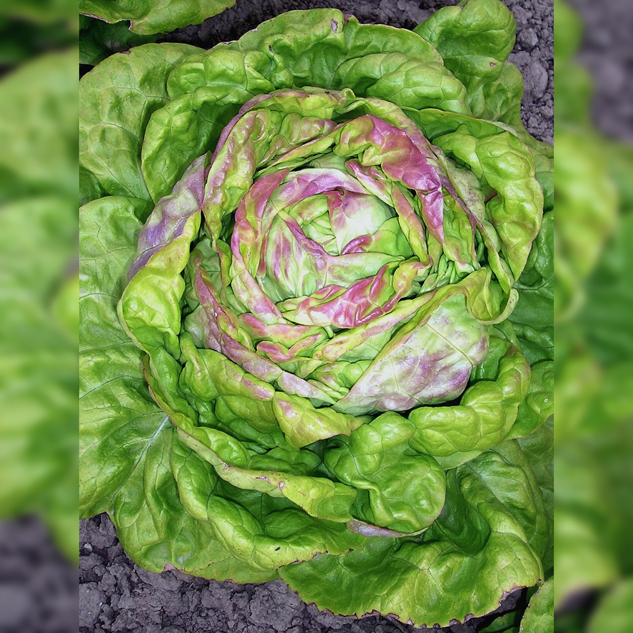 Kopfsalat „Maikönig“ - BIO Salatsorte (samenfest)