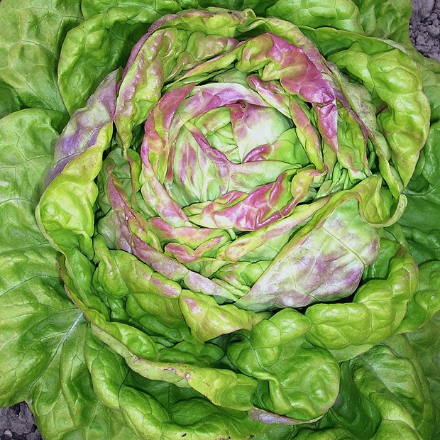 Kopfsalat „Maikönig“ - BIO Salatsorte (samenfest)