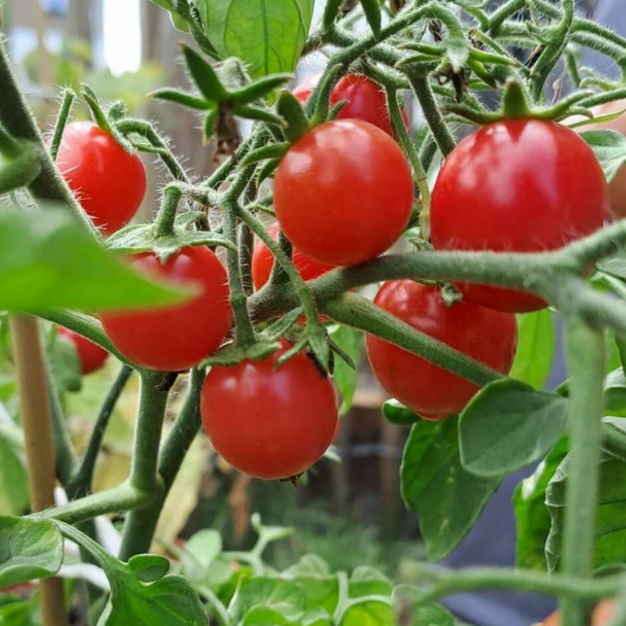 Tomate "Ampeltomate" -BIO-Balkontomate [samenfest]