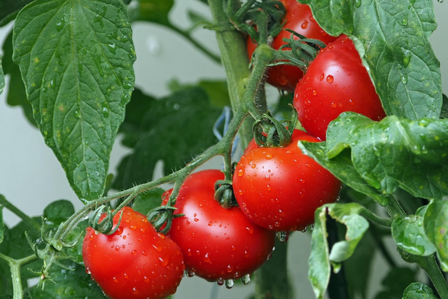 Bild von Tomatensamen gewinnen: Saatgut selbst vermehren | 
