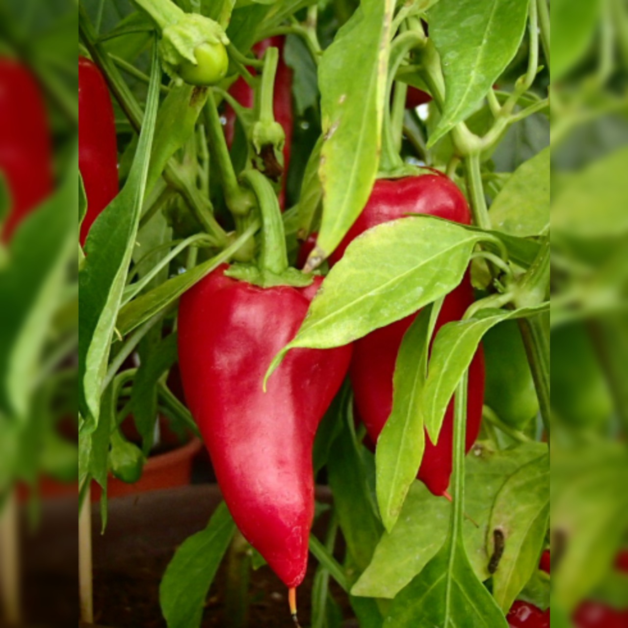 Anzucht-Set "Spitzpaprika" [16, 20]