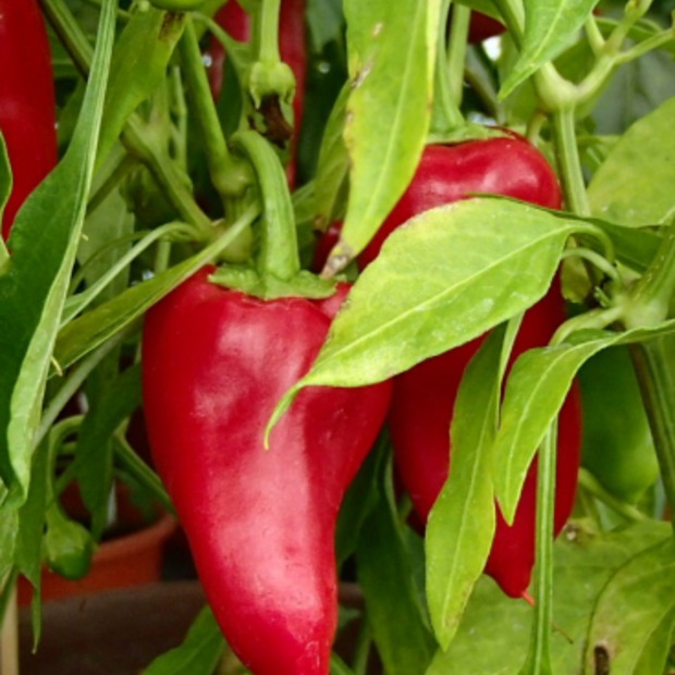 Anzucht-Set "Spitzpaprika" [16, 20]