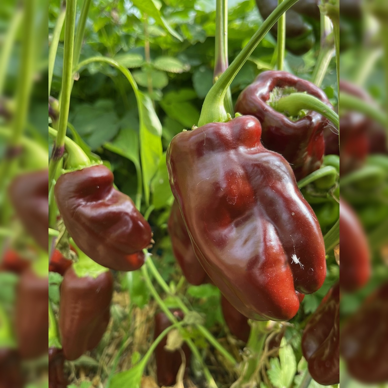 Paprika "Sweet Chocolate" - BIO-Paprikasamen [samenfest]