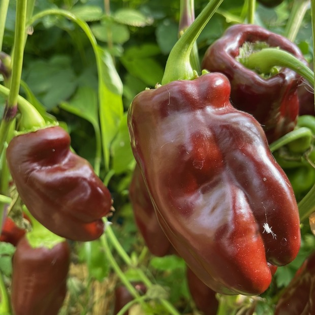 Paprika "Sweet Chocolate" - BIO-Paprikasamen [samenfest]
