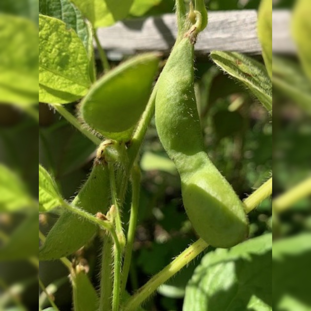 Gemüsesamen-Set "Gartenbohnen" - 3 BIO-Bohnensorten [samenfest]