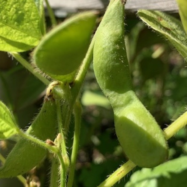 Gemüsesamen-Set "Gartenbohnen" - 3 BIO-Bohnensorten [samenfest]