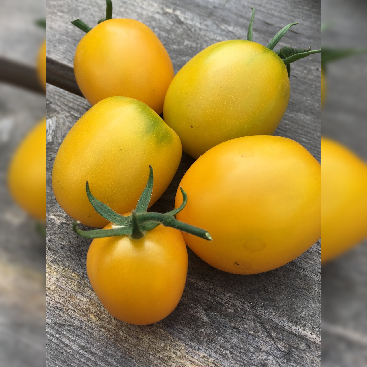 Anzucht-Set "Romatomaten" [21, 22]