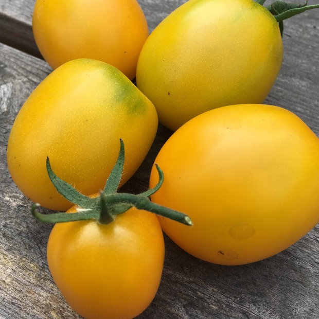 Anzucht-Set "Romatomaten" [21, 22]