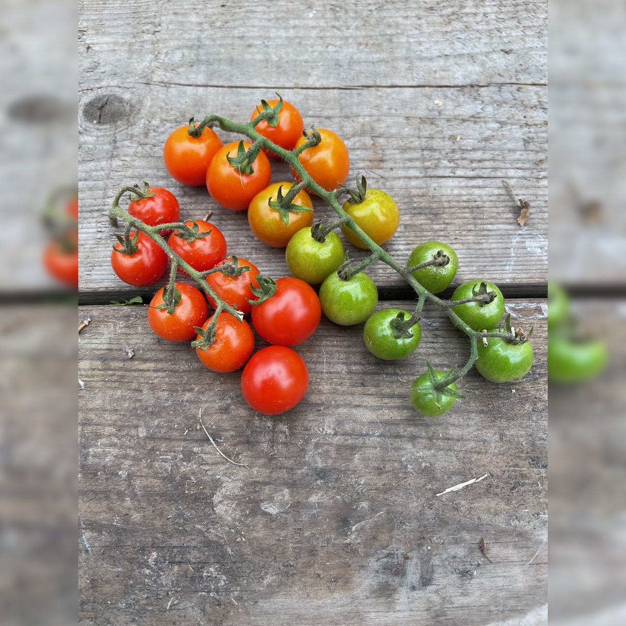 BIO Tomatensamen Set