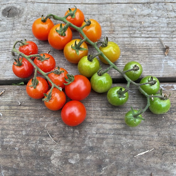 BIO Tomatensamen Set