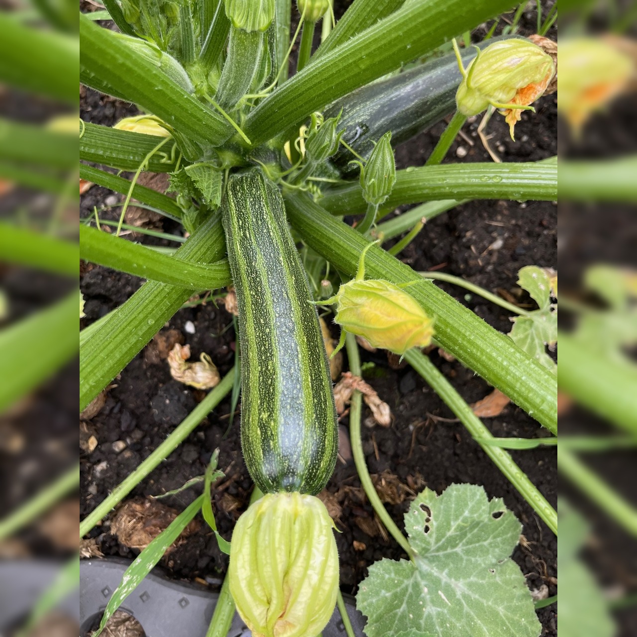 Zucchini "Cocozelle von Tripolis" - BIO-Samen [samenfest]
