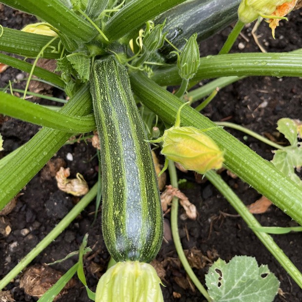 Zucchini "Cocozelle von Tripolis" - BIO-Samen [samenfest]